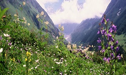 Valley_Of_Flowers trek